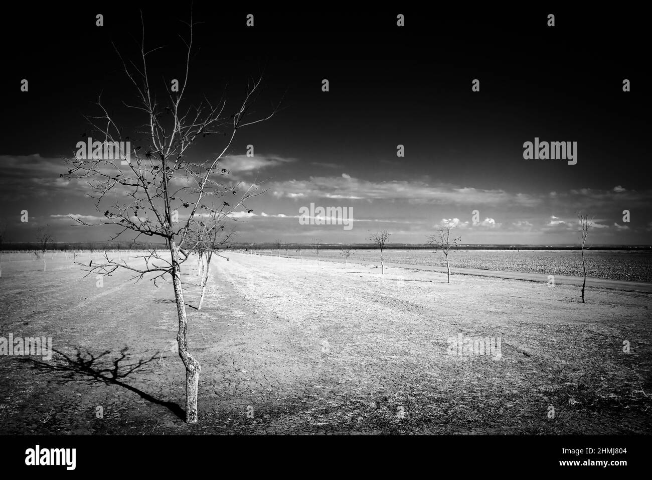 A texas winter scene of pecan saplings in a rural area near San Elizario, Texas just southeastt of El Paso. Stock Photo