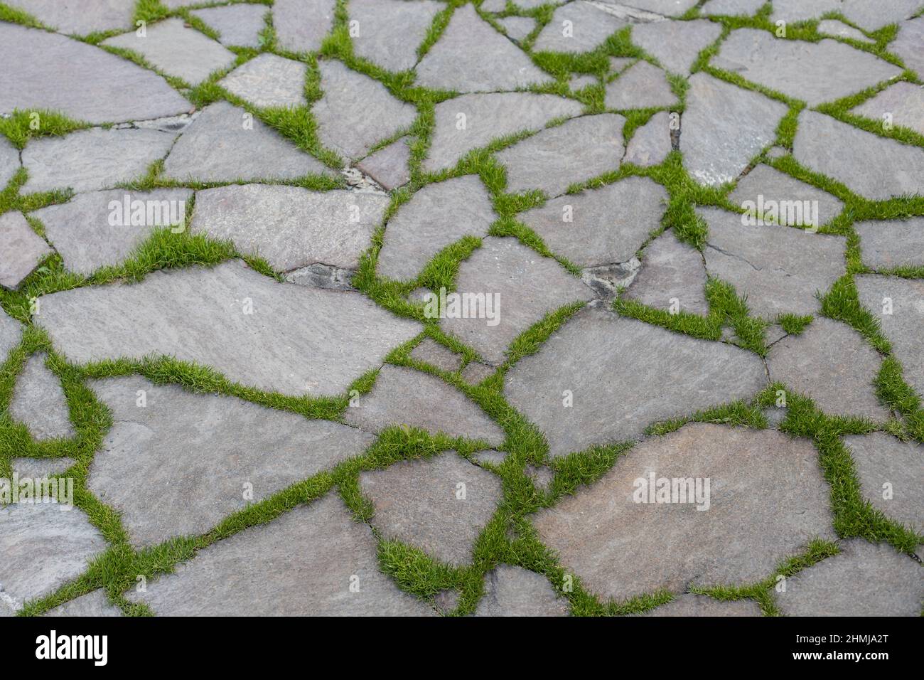 Grass growing between the rocks Stock Photo Alamy