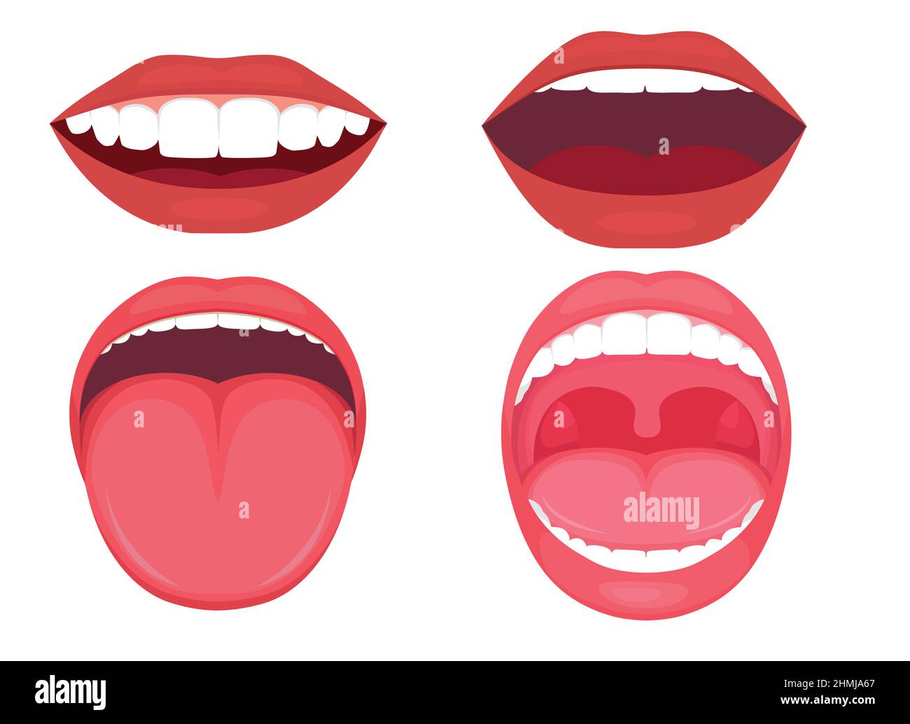 vector illustration of a anatomy human open mouth. medical diagram