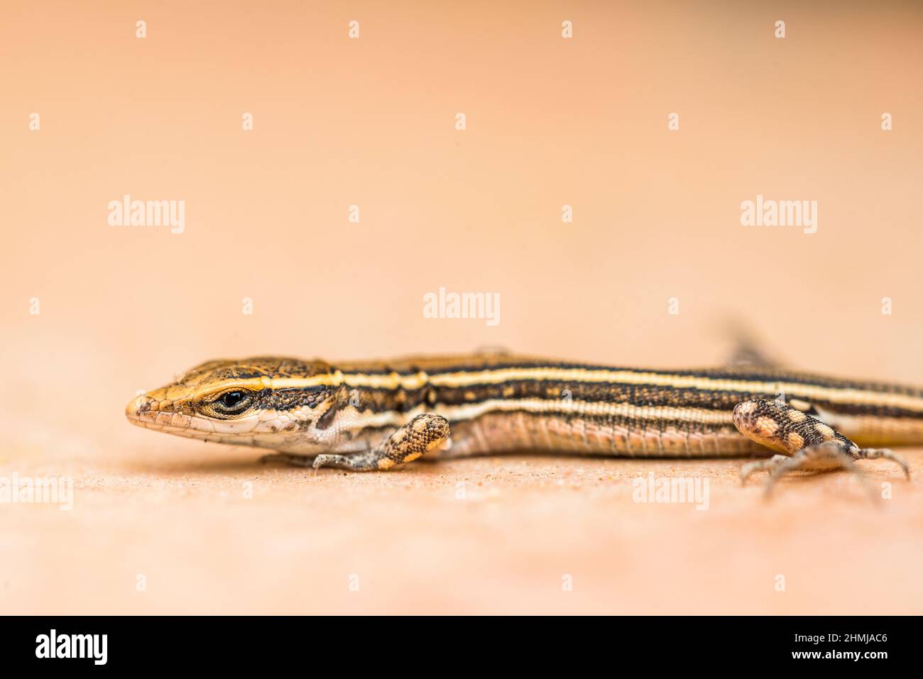 Subspecies mahoratae of Atlantic Lizard (Gallotia atlantica mahoratae), young, endemic to Fuerteventura, Canary Islands. Stock Photo