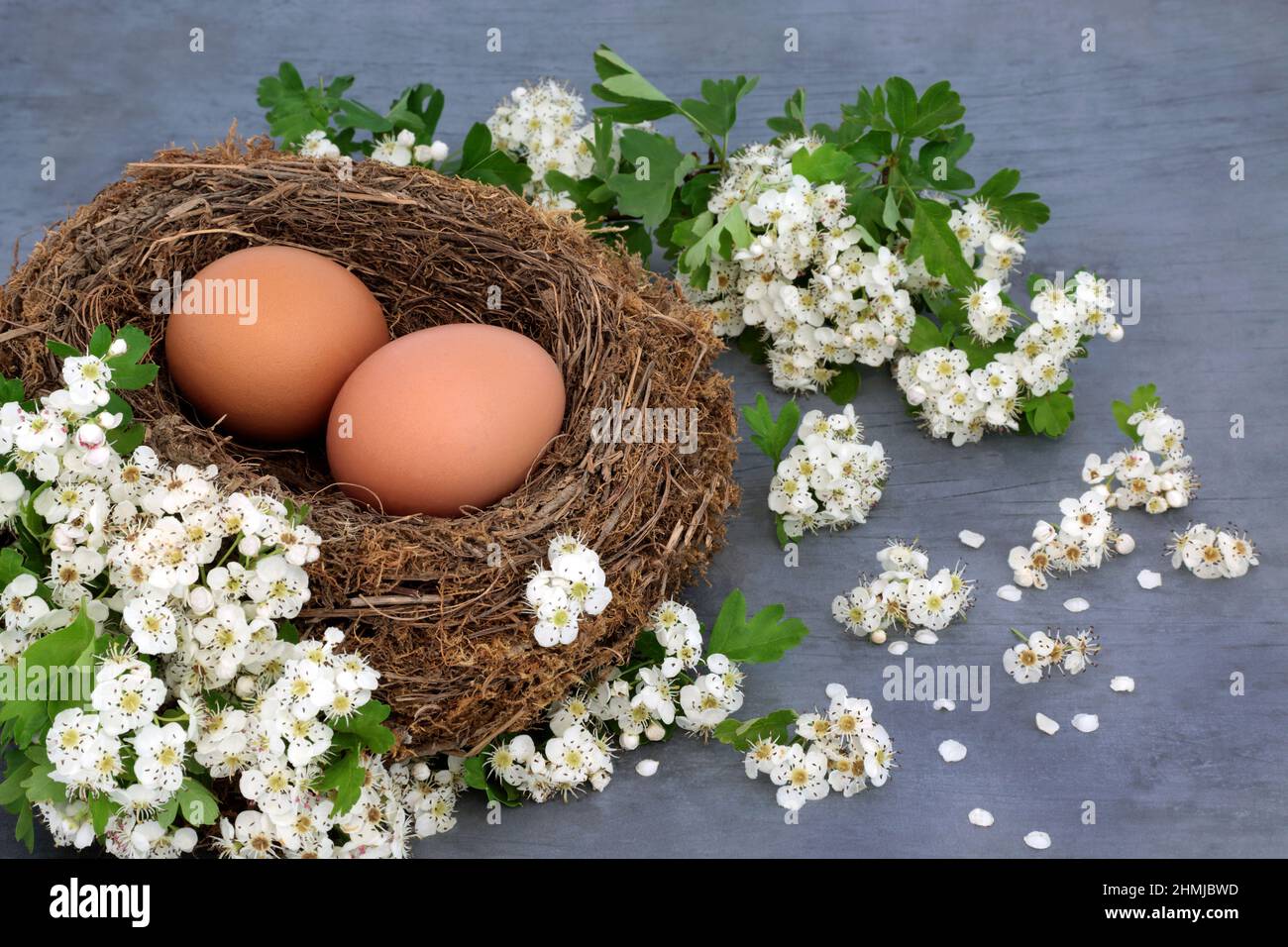 Fresh brown eggs in a natural birds nest with spring hawthorn blossom