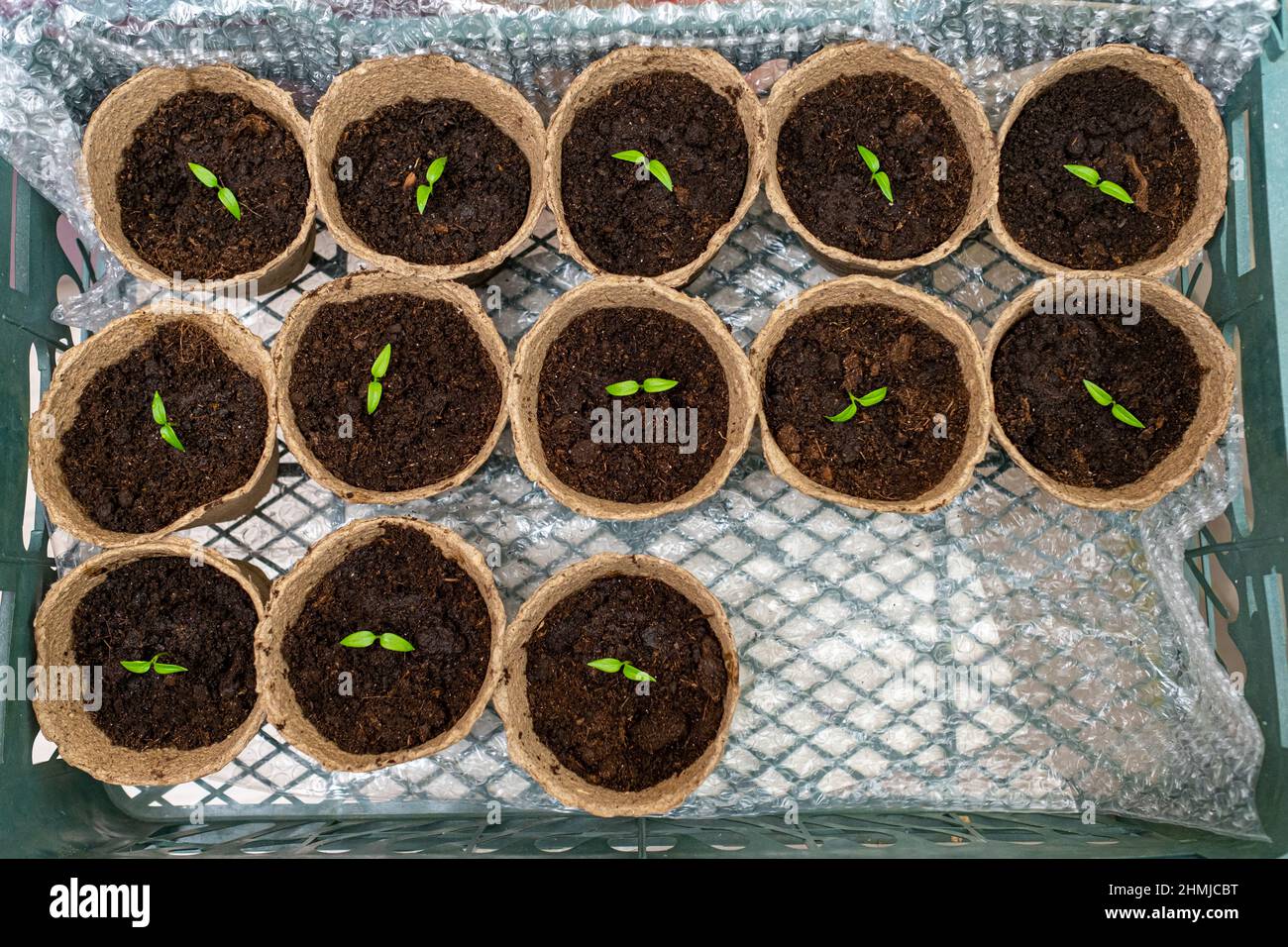 Seedlings greenhouse bubble wrap hires stock photography and images