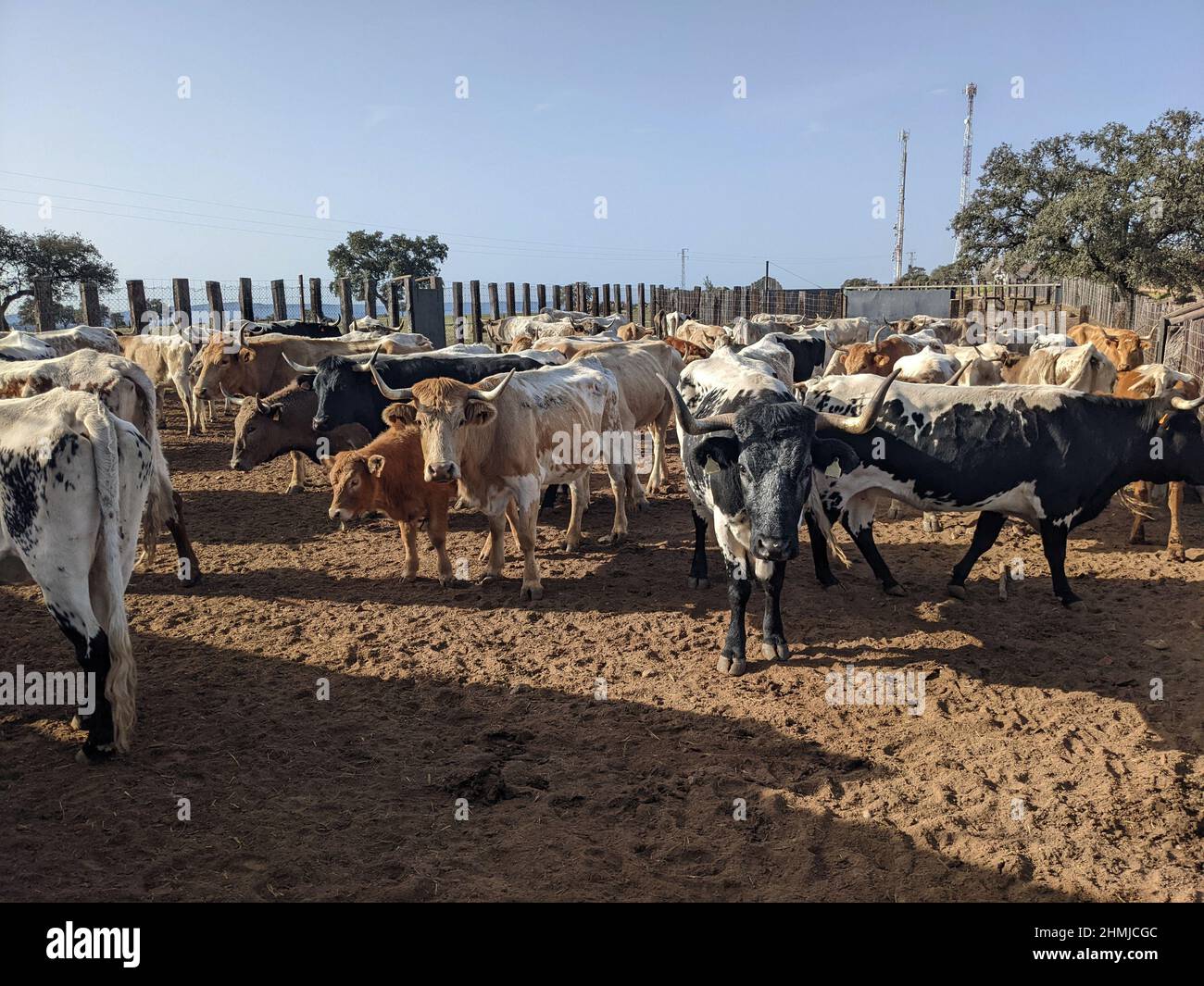 Spain Andalusia Bull Breeding High Resolution Stock Photography and Images  - Alamy