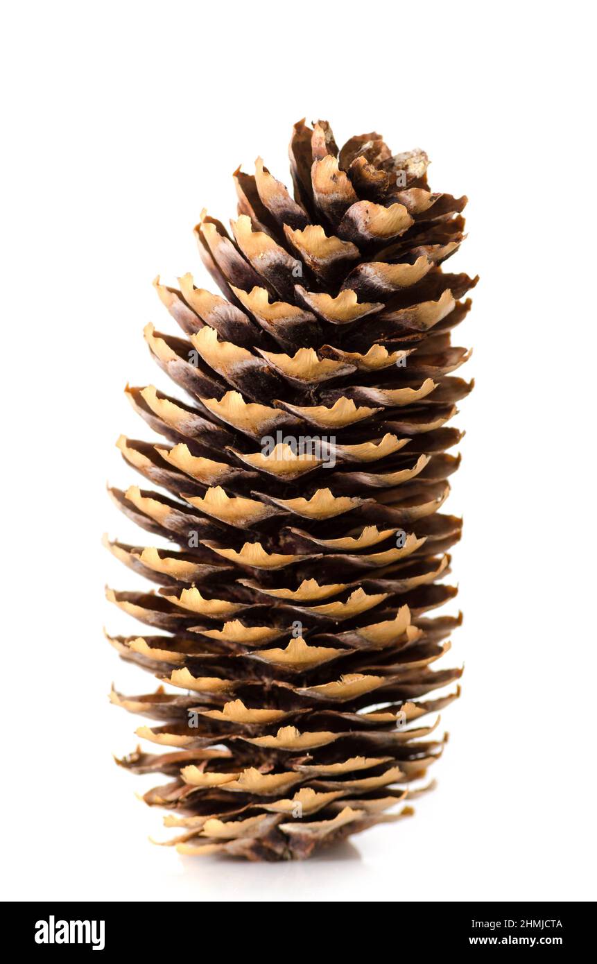Pine cone on white background.Isolated object close-up. Stock Photo