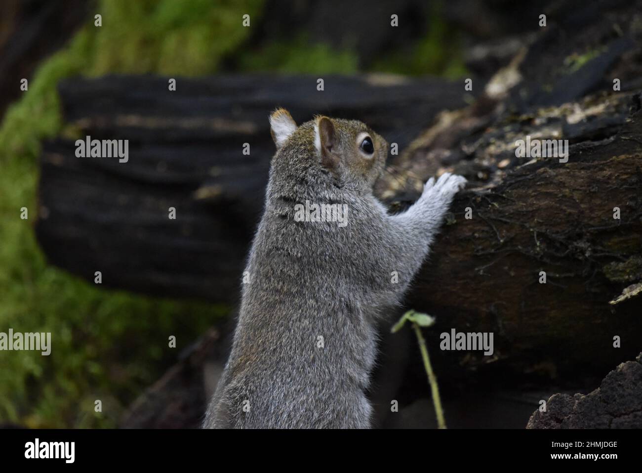 Head and Upper Body Close-Up Image of an Eastern Gray Squirrel (Sciurus carolinensis) Peering Over the Top of a Decayed Tree Log in UK in Winter Stock Photo