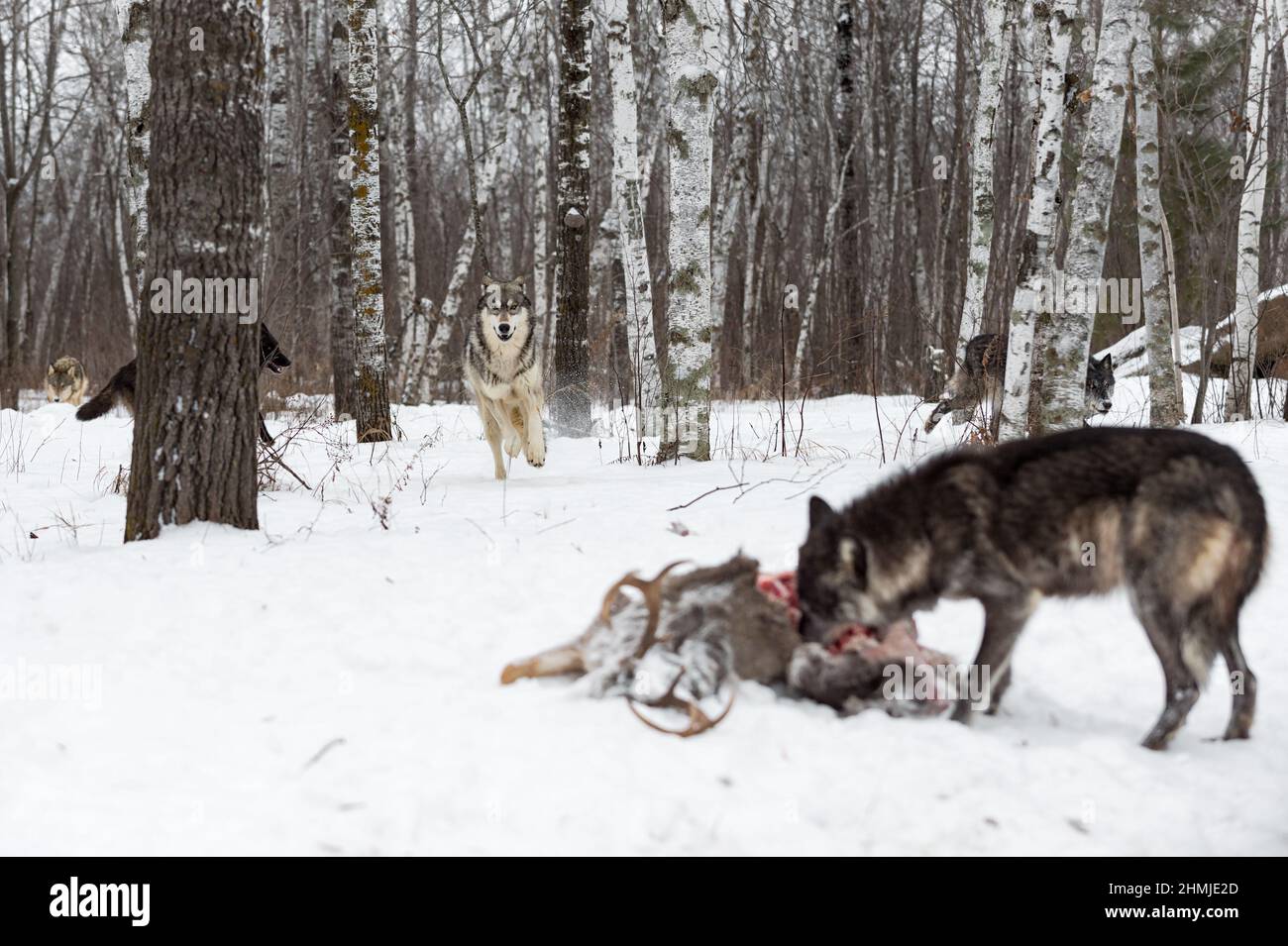 Grey Wolf (Canis lupus) Runs Toward Wolf Feeding at Deer Carcass Winter - captive animals Stock Photo