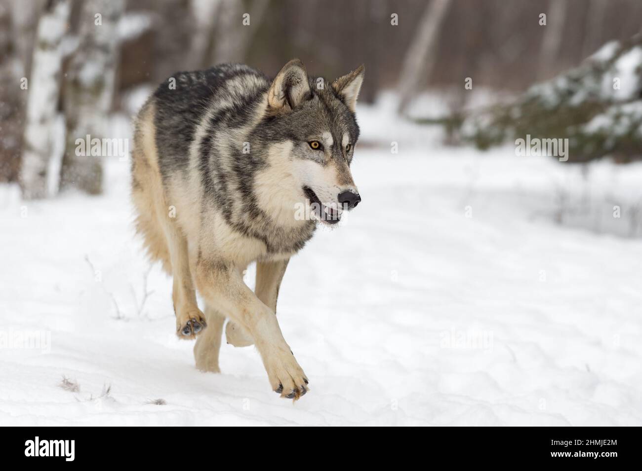 Grey Wolf (Canis lupus) Trots Forward From Forest Winter - captive animal  Stock Photo - Alamy