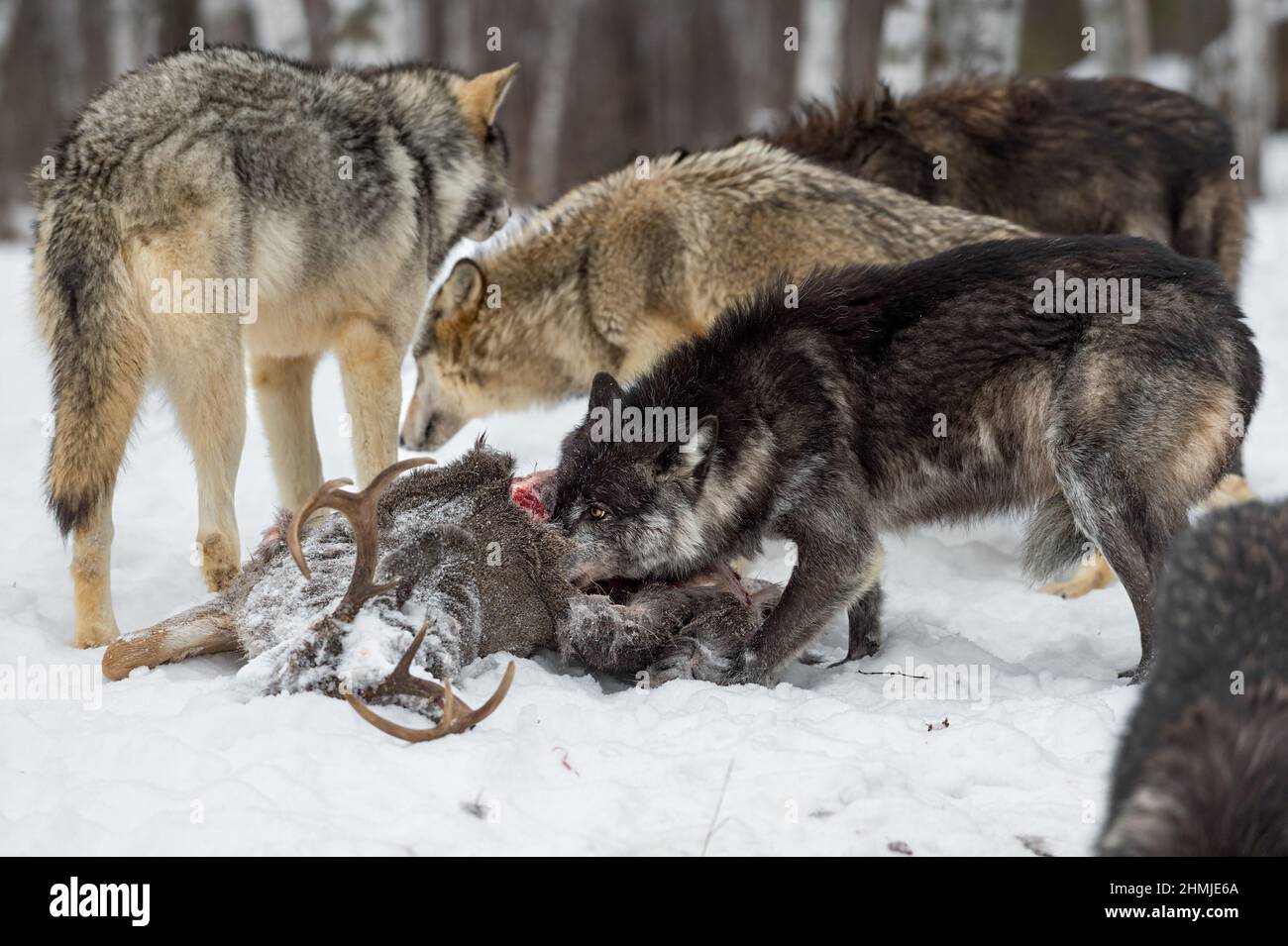 Grey Wolf Pack (Canis lupus) Mill Around Black Phase Feeding at White-Tail Deer Carcass Winter - captive animals Stock Photo