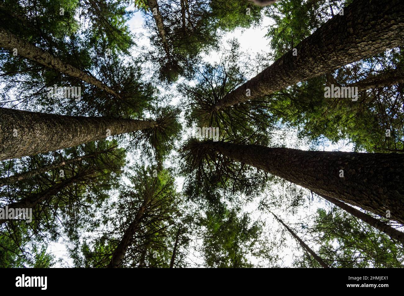 Tall dense forest sunlight hi-res stock photography and images - Alamy