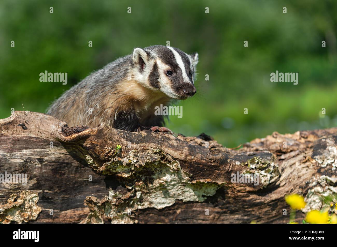 North American Badger (Taxidea taxus) Peers Out Over Log Summer ...