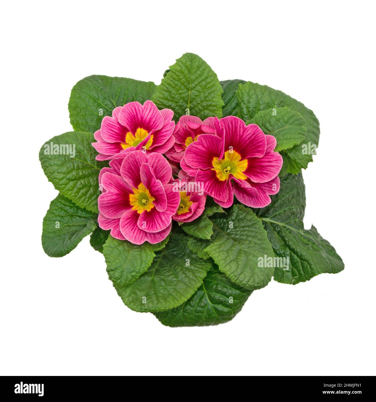 Flowering primrose against white background Stock Photo - Alamy