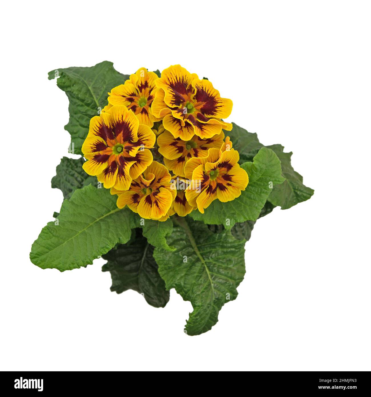 Flowering primrose against white background Stock Photo - Alamy