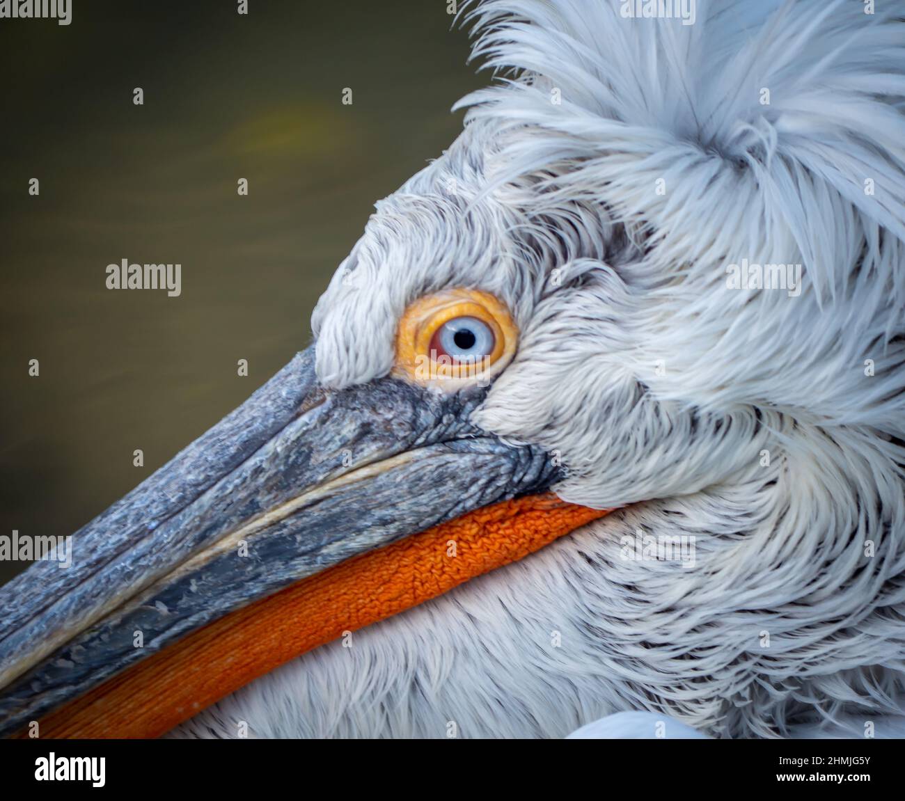 closeup of a pelican with his white feathers blue eyes and orange beak Stock Photo