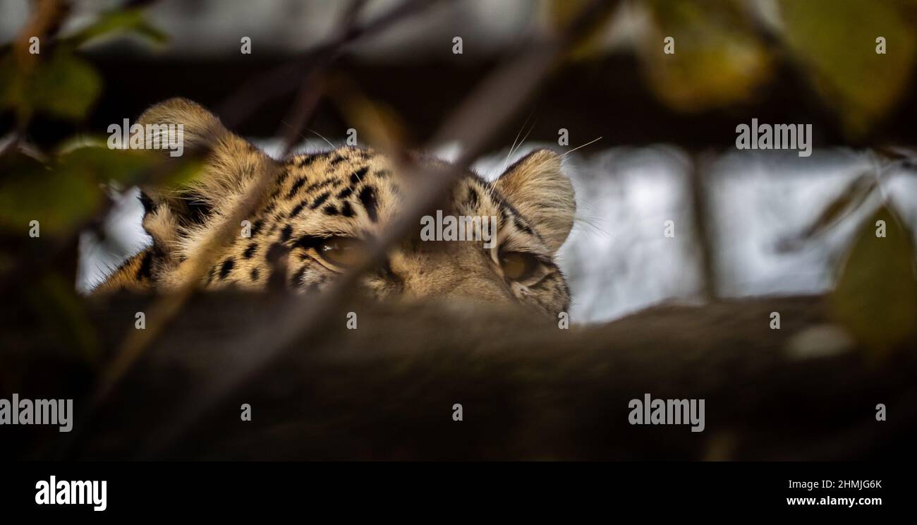 A persian leopard looking at us from its hiding place behind some branches, ready to strike. Stock Photo