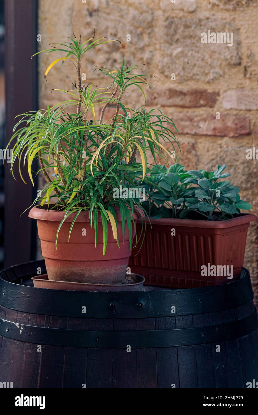 Plants stand hi-res stock photography and images - Alamy