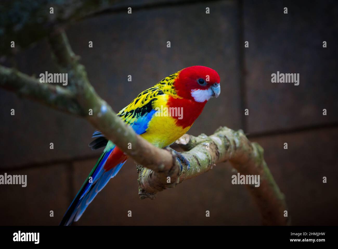 Eastern Rosella perched on a tree branch Stock Photo