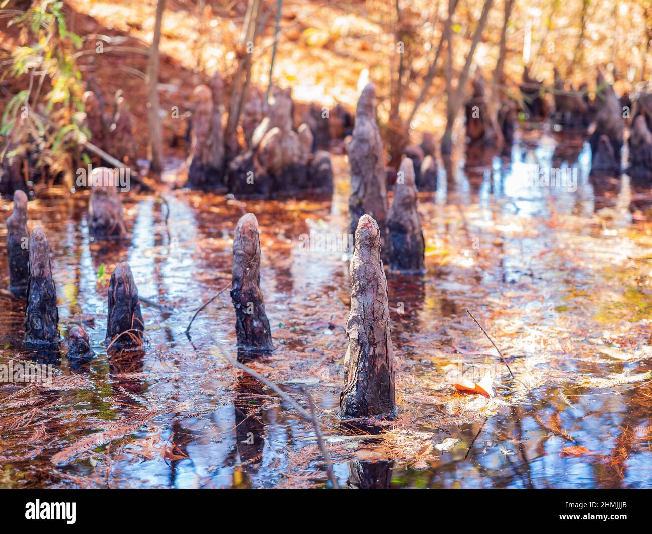 Close up shot of interesting tree roots along the Texas Native Trail at ...
