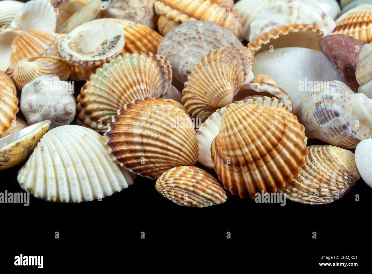 Close up of clam shells Stock Photo