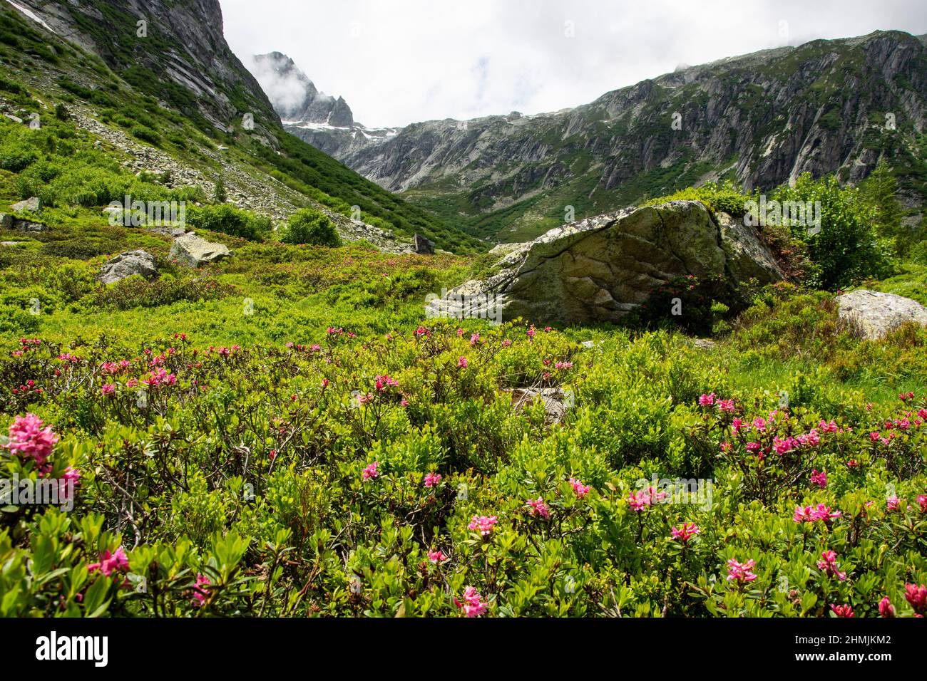 Alpenrosen und alpine Flora oberhalb von Handegg im Berner Oberland Stock Photo