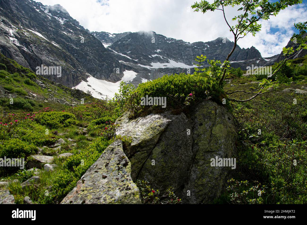 Alpenrosen und alpine Flora oberhalb von Handegg im Berner Oberland Stock Photo
