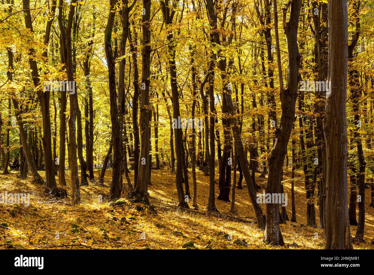 Gold colored leaves hi-res stock photography and images - Alamy