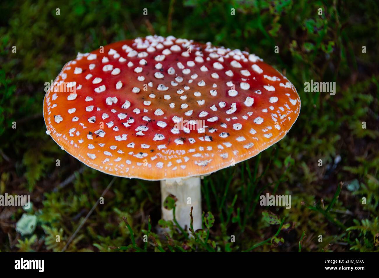 Poisonous red toadstool grows on moist moss soil Stock Photo