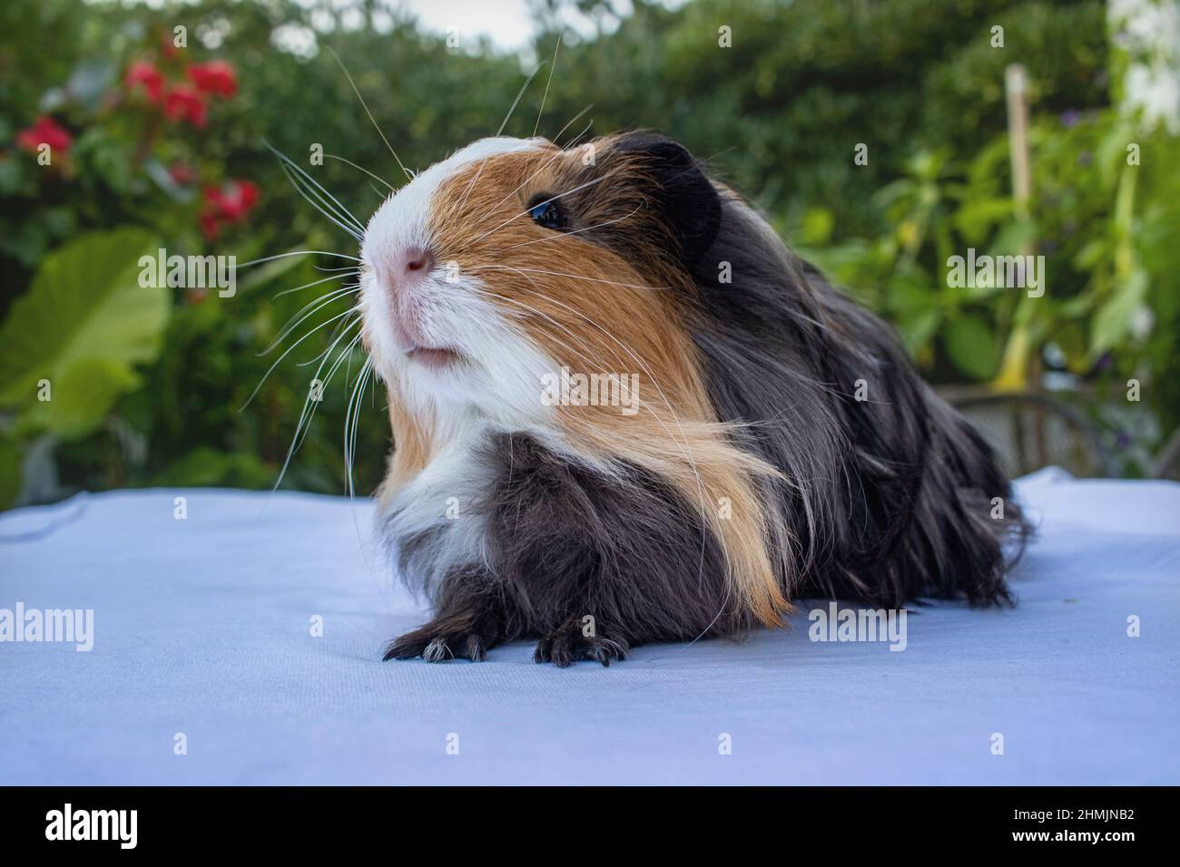 the guinea pig, (Cavia porcellus), a domesticated species of South American rodent belonging to the cavy family (Caviidae). Stock Photo