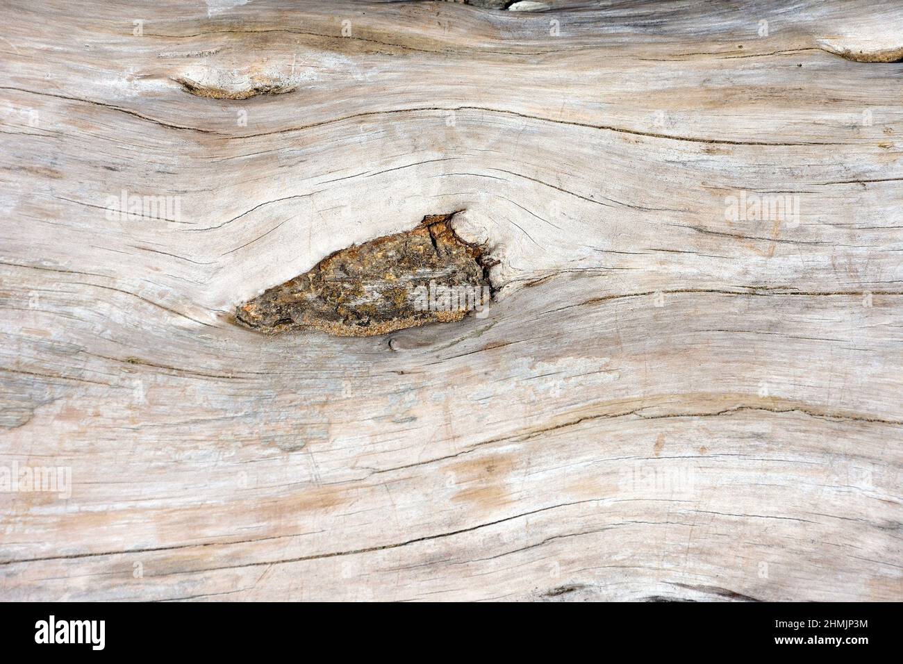 Woodcut from a old oak tree Stock Photo