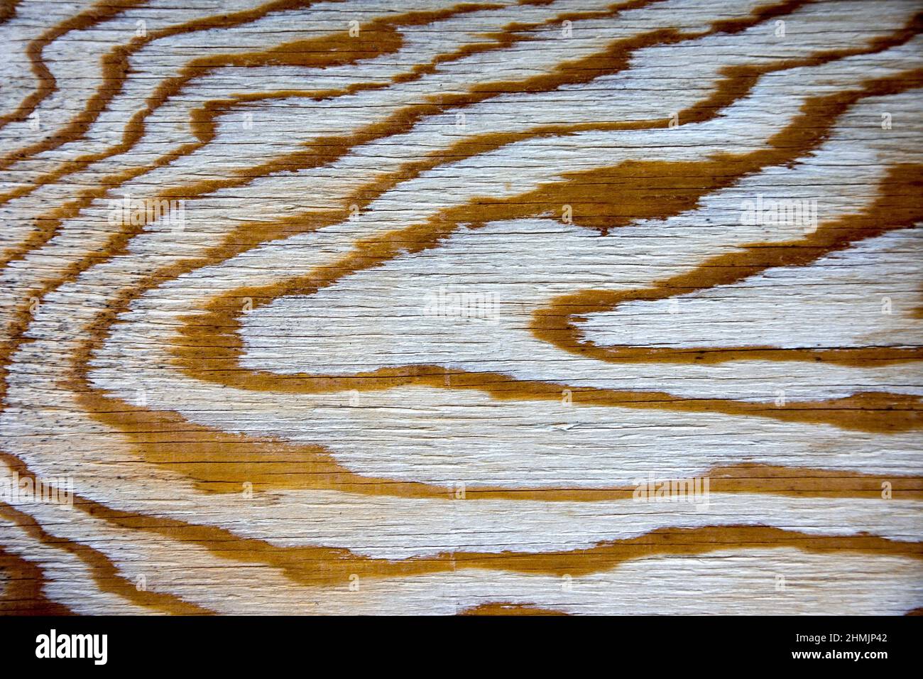 Woodcut from a old oak tree Stock Photo
