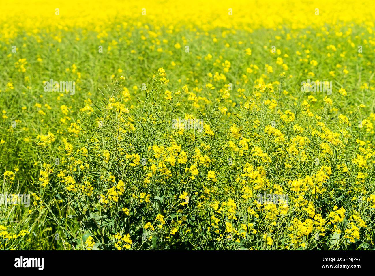 Canola flowers closeup in a field concept agricultural crop in Western Cape, South Africa Stock Photo