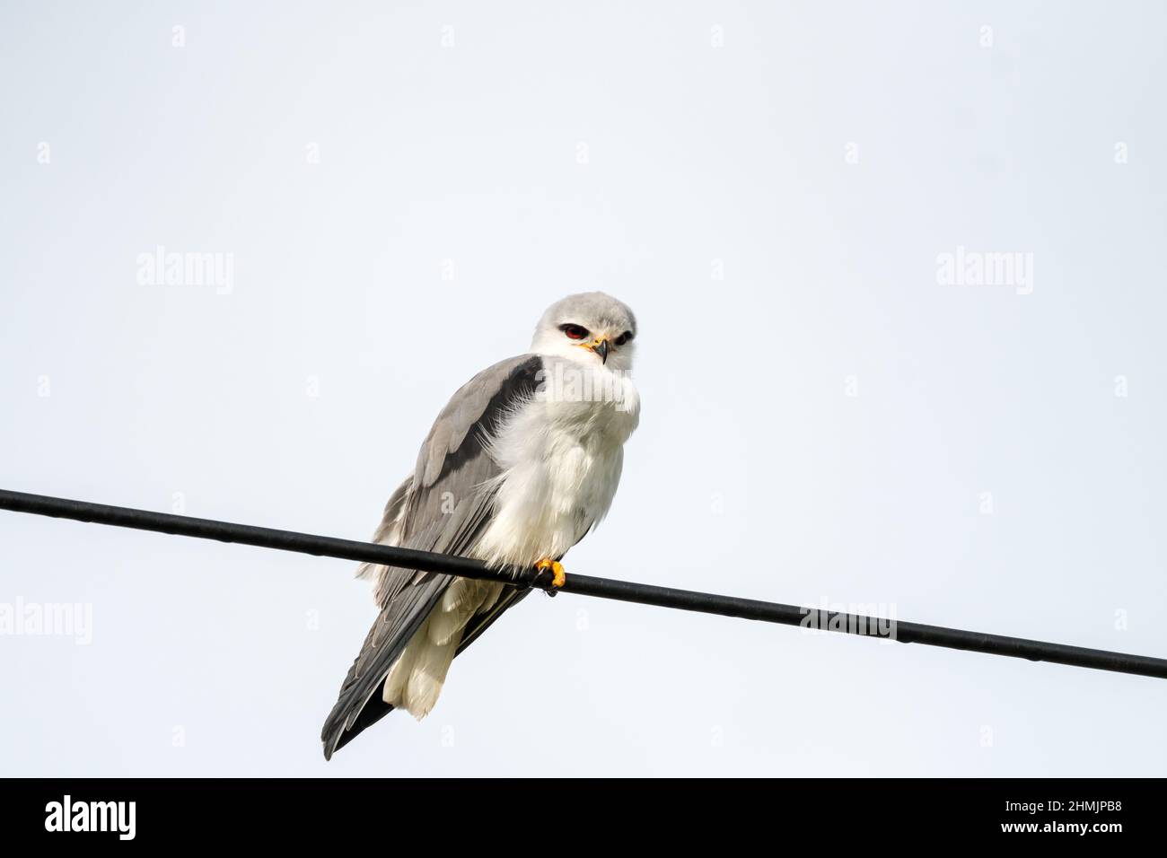 Black-shouldered Kite (Elanus caeruleus) adult perches on a cable wire in the Western Cape, South Africa making eye contact in the wild Stock Photo