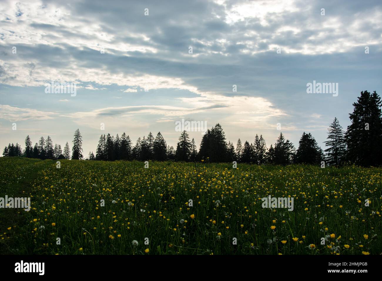 Eindrückliche Abendstimmung auf einer Pferde- und Rinderweide in den jurassischen Freibergen Stock Photo