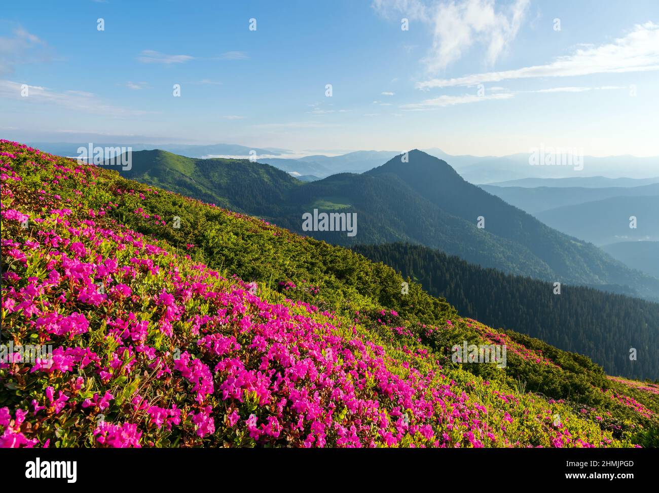 Rhododendron flowers blooming on the high wild mountain hill. Nature landscape. Location Carpathian, Ukraine, Europe. Wallpaper background. Stock Photo