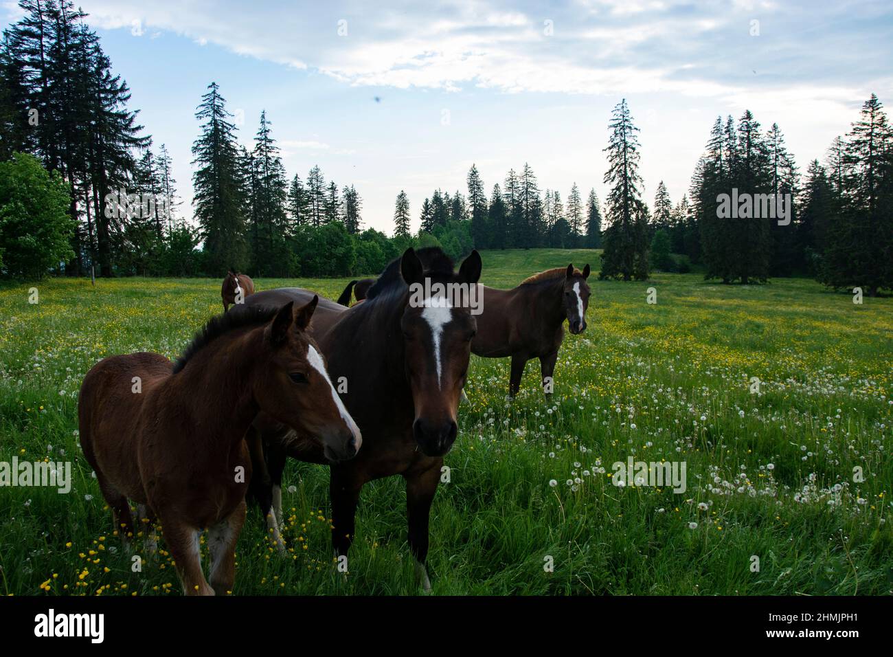 Eindrückliche Abendstimmung auf einer Pferde- und Rinderweide in den jurassischen Freibergen Stock Photo