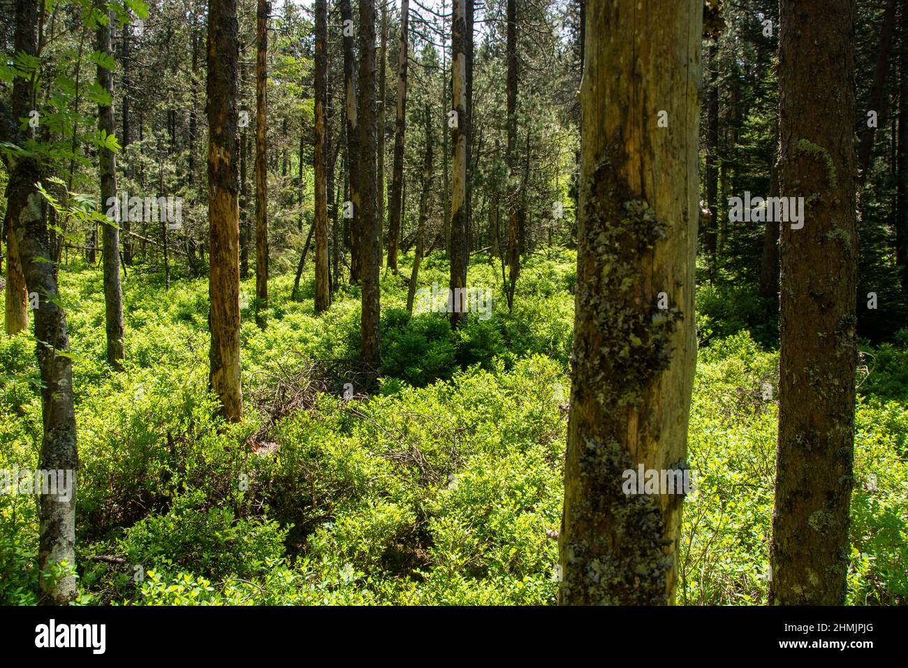 Lichter Föhrenwald in einem Hochmoor von nationaler Bedeutung in den jurassischen Freibergen Stock Photo