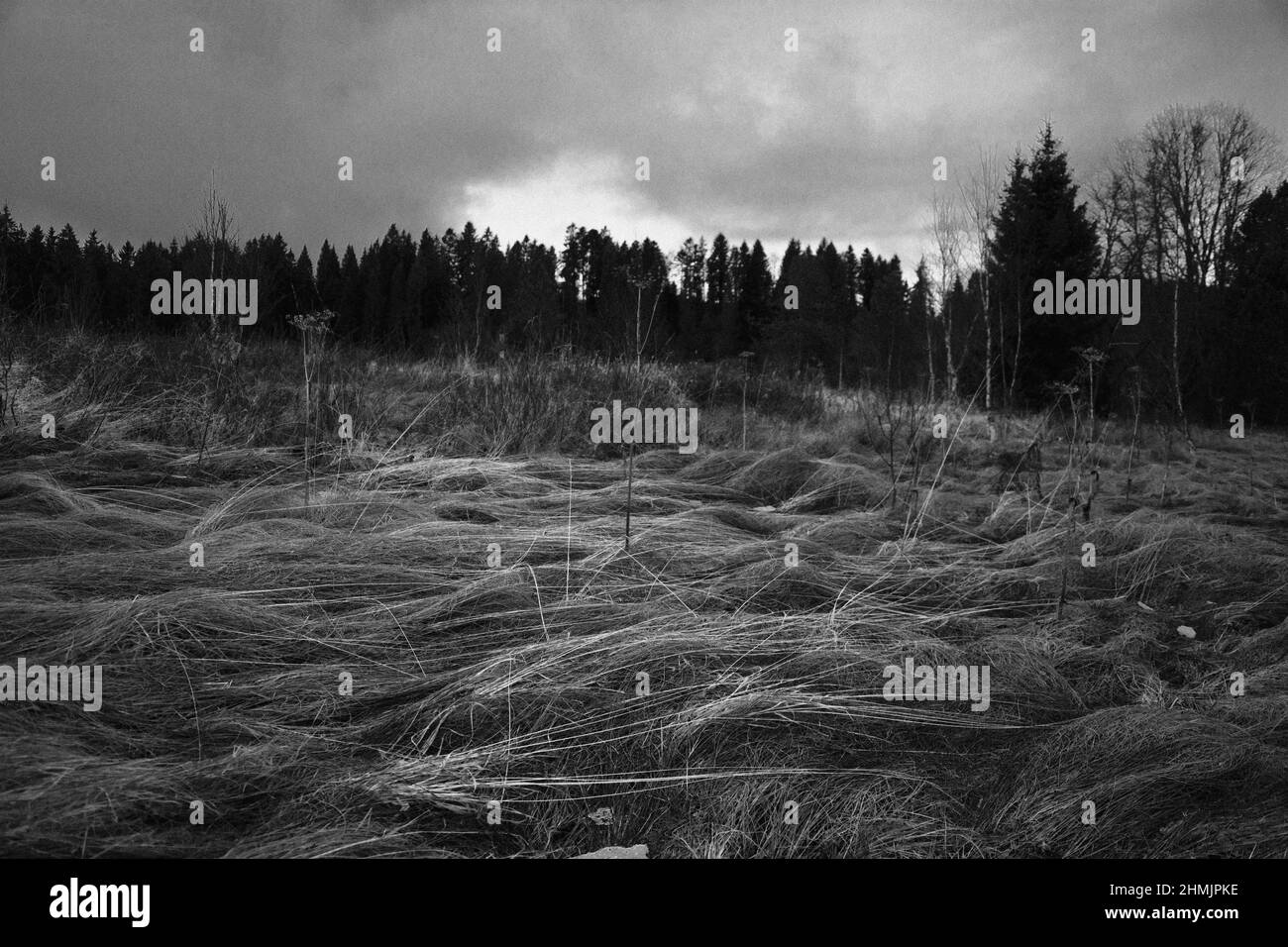 Düstere Winterstimmung in einem Moor im Berner Jura Stock Photo