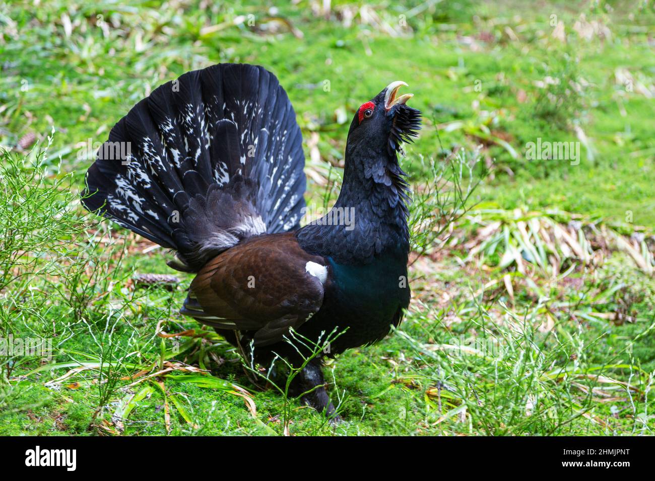 Western capercaillie, tetrao urogallus, male displaying with open tail feathers in spring forest. Amazing wood grouse lekking in courting season in wo Stock Photo