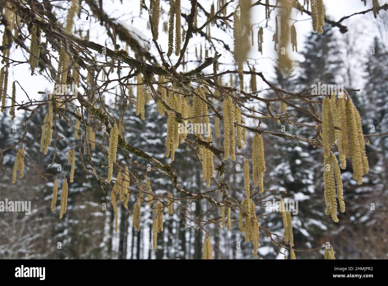 Blütenstände der Hänge-Birke in einer winterlichen Landschaft Stock Photo