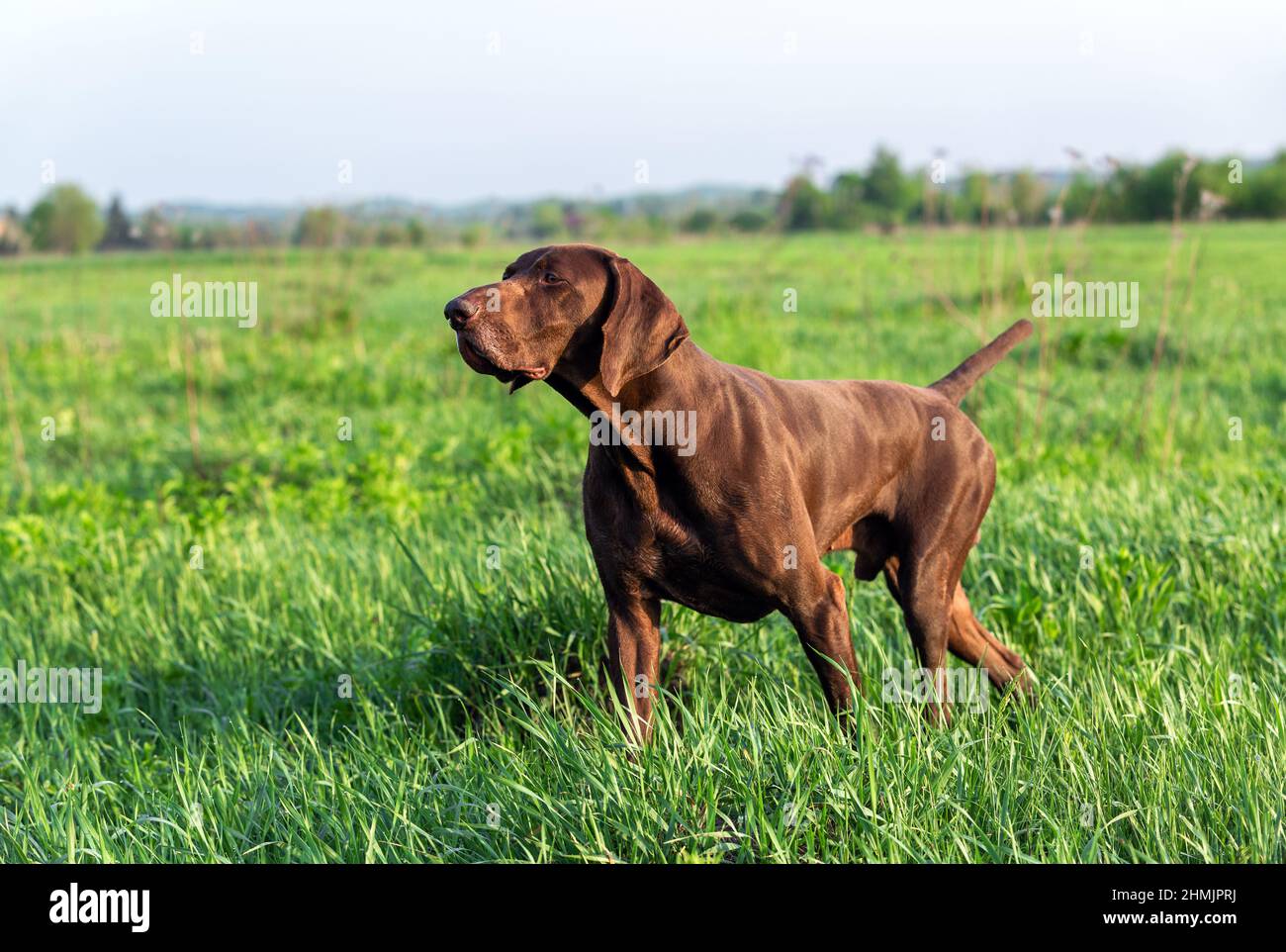 Brown German Shorthaired Pointer. A hunting dog is standing in a point in the field among the green grass. A spring sunny day. Stock Photo