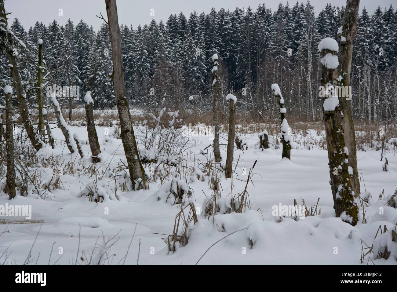 Das gefrorene Moor bei La Rogivue in der Waadt, Schweiz Stock Photo