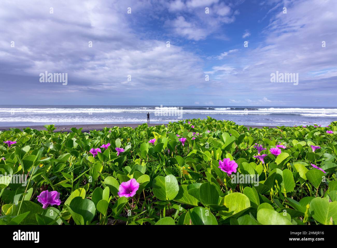 Scenery of sunny day with pink flower in seascape, sand beach, turquoise ocean. View of Diamond beach, Nusa Penida, Bali island, Indonesia. Wallpaper Stock Photo