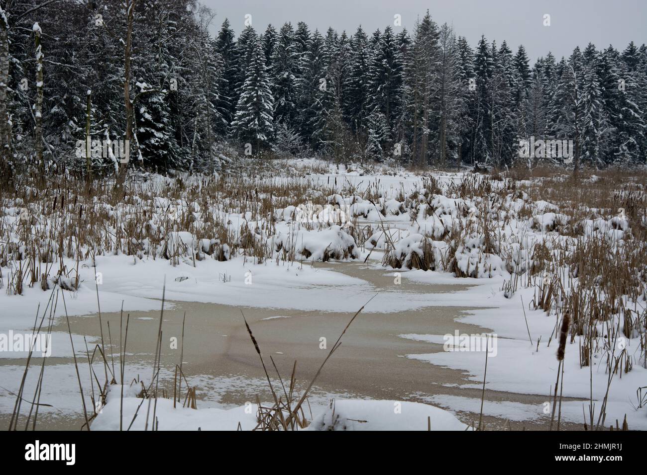 Das gefrorene Moor bei La Rogivue in der Waadt, Schweiz Stock Photo