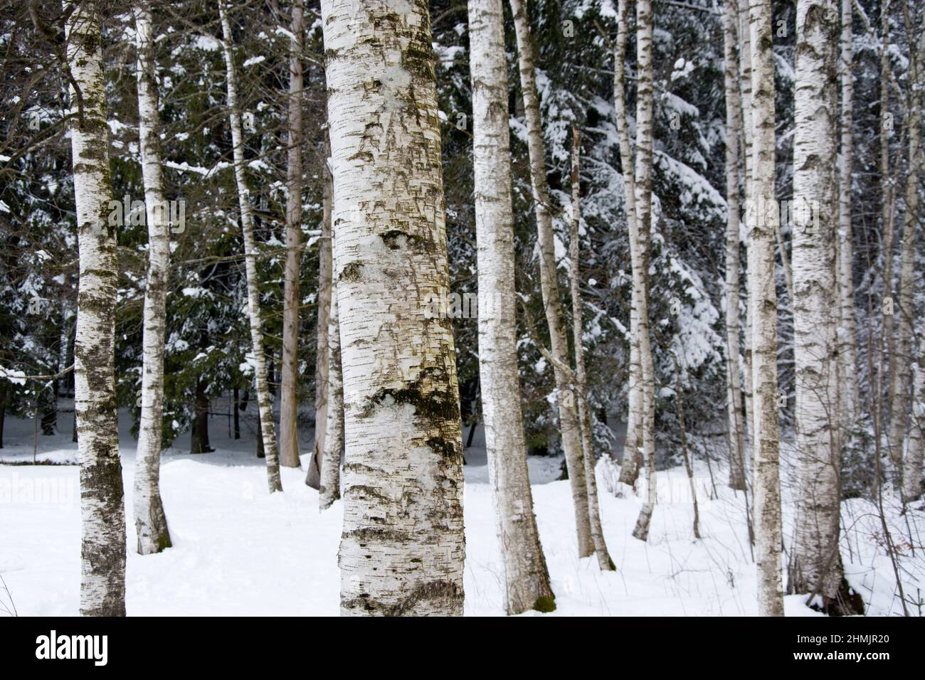 Schneebedeckte Birken im Moorwald von La Rogivue Stock Photo