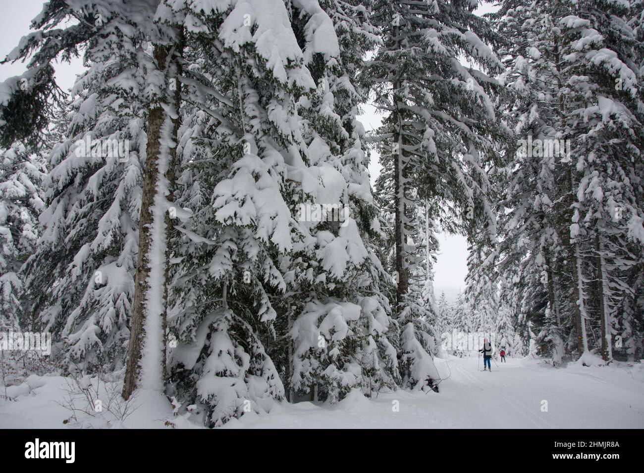 Langläufer in winterlicher Märchenlandschaft im Waadtländer Jura Stock Photo