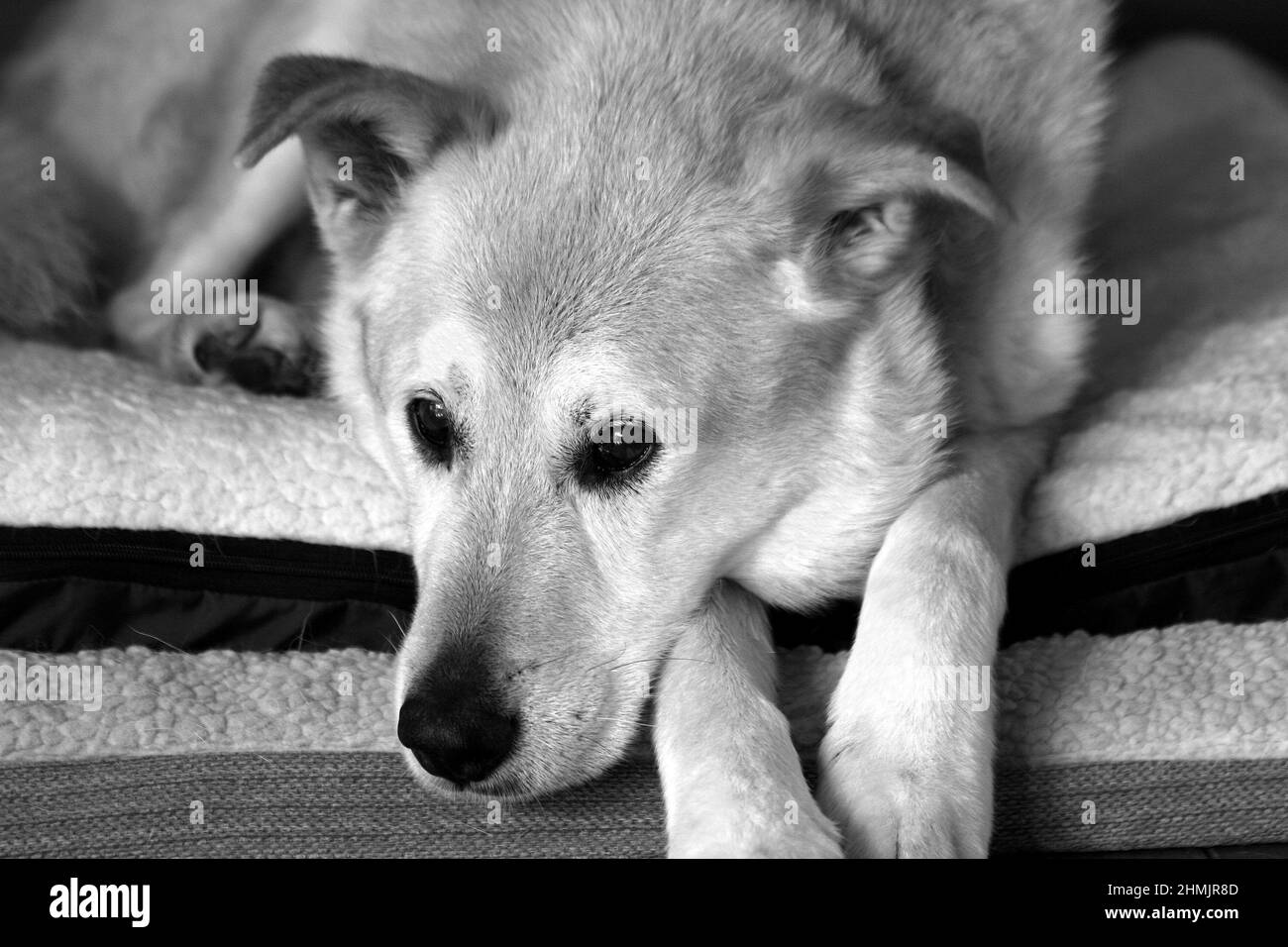 Close Up of Aware, Resting Dog on Mat Stock Photo