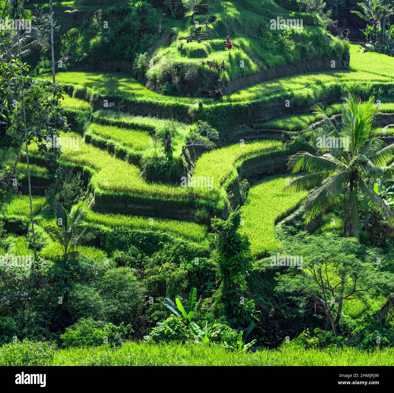 Landscape of sunny day with green rice terraces near Tegallalang village, Bali, Indonesia. Spectacular rice fields. Garden with tall palm trees. Roman Stock Photo