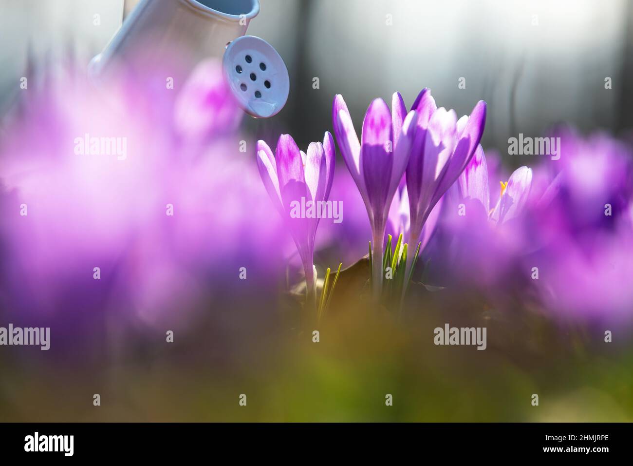 Watering purple flowers of crocuses from small white watering can. Creative concept of investment, growth, success in business. Spring sunny day. Maje Stock Photo