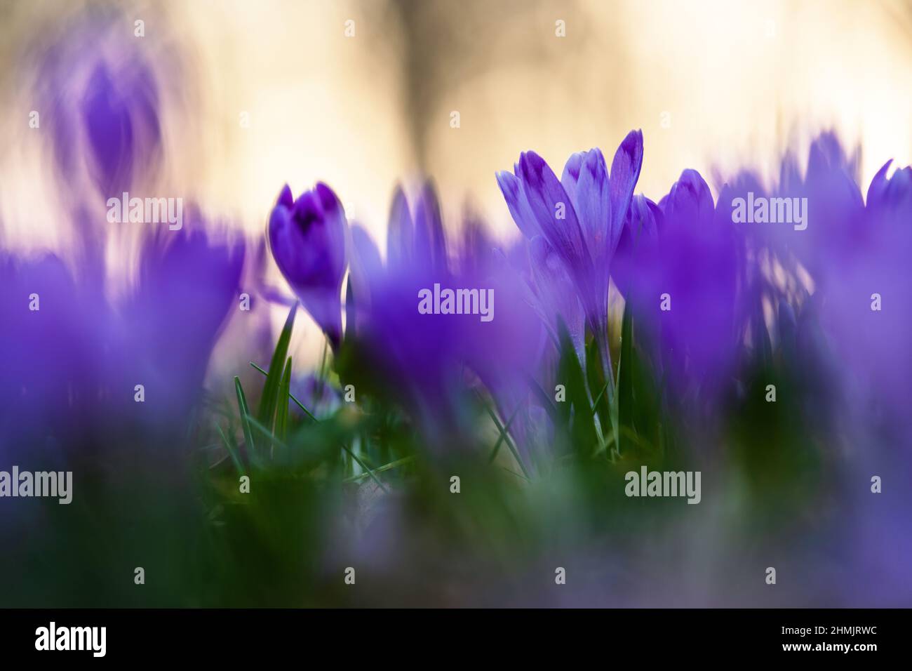 A lawn covered purple flowers of crocuses with the blurred background of green grass. Spring sunny day. Majestic nature wallpaper with forest flower. Stock Photo