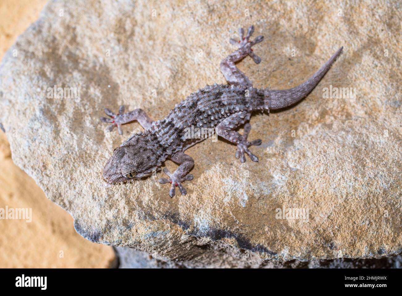 Common wall gecko (Tarentola mauritanica Stock Photo Alamy