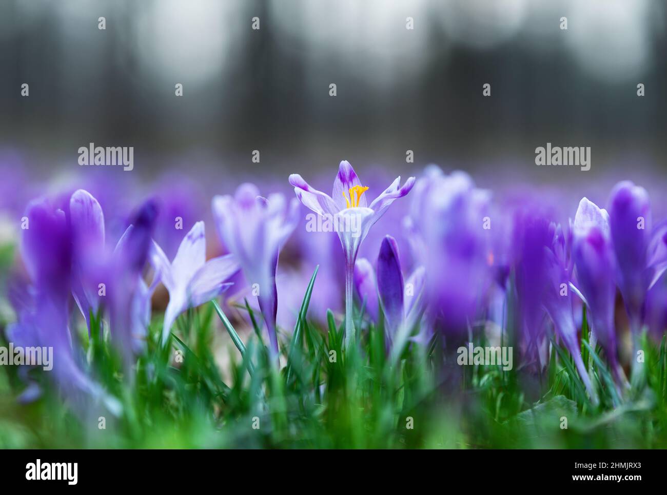 Purple flower wallpaper hi-res stock photography and images - Alamy